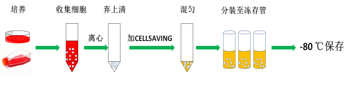 新赛美C40100 无血清细胞冻存液